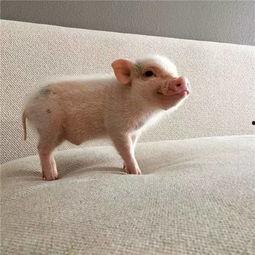 吃瓜猪娱乐新型道歉方式