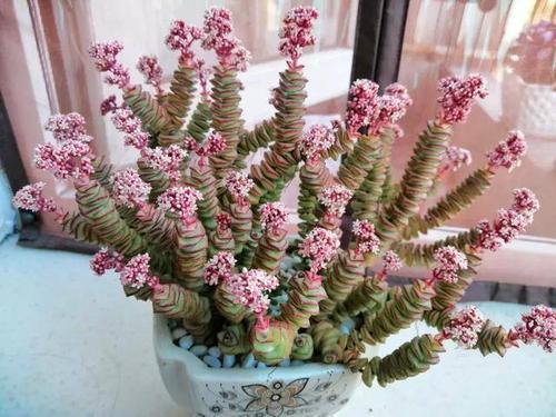 钱串子爆料视频